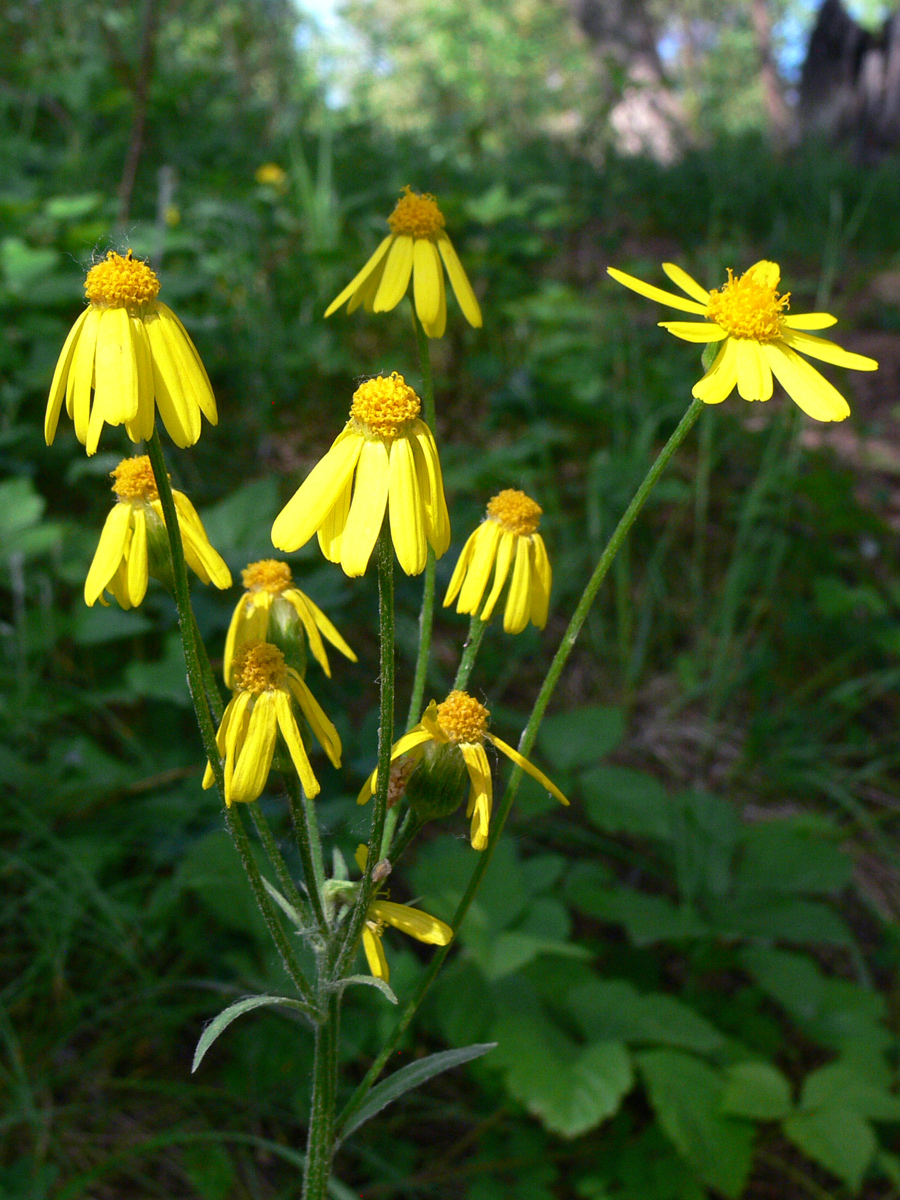 Изображение особи Tephroseris integrifolia.