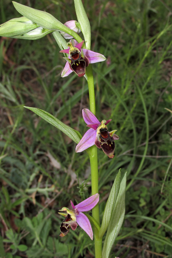 Изображение особи Ophrys oestrifera.