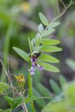 Vicia sepium. Верхушка цветущего растения. Татарстан, Нижнекамский р-н, окр. дер. Благодатная, лесостепной участок с чередованием степи и перелесков с преобладанием дуба. Среди древостоя. 14 мая 2016 г.