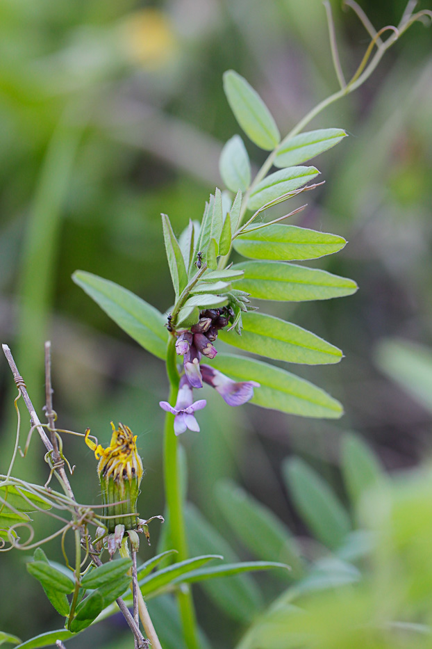 Image of Vicia sepium specimen.