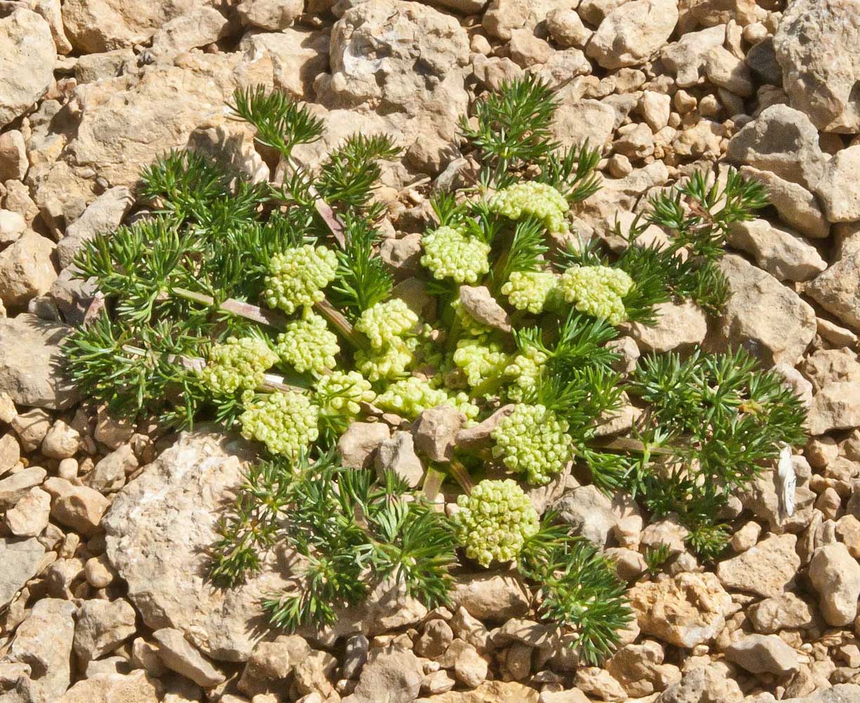 Изображение особи Chamaesciadium acaule.