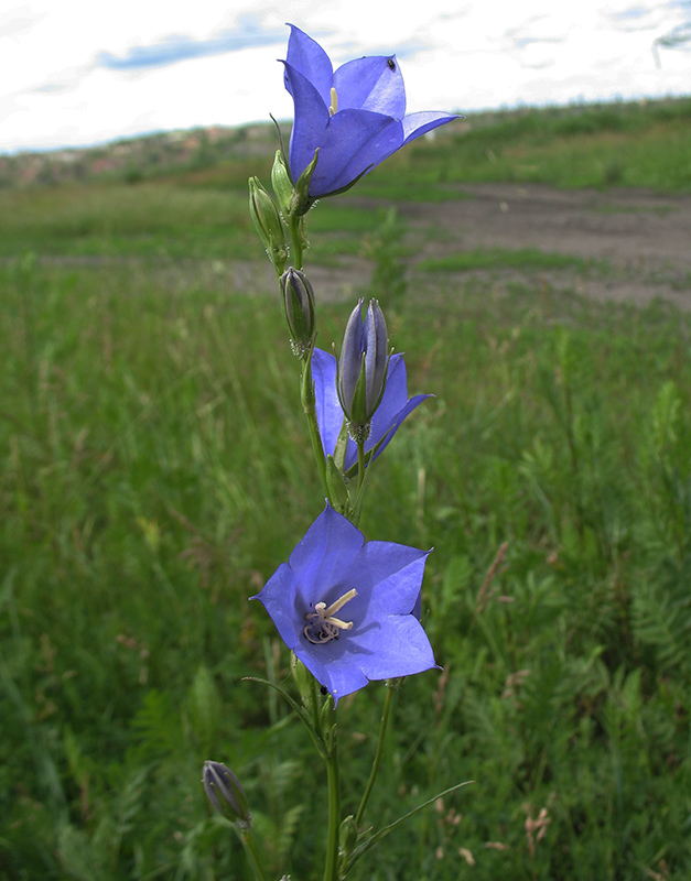 Изображение особи Campanula persicifolia.