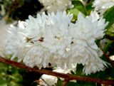 Deutzia scabra var. candidissima