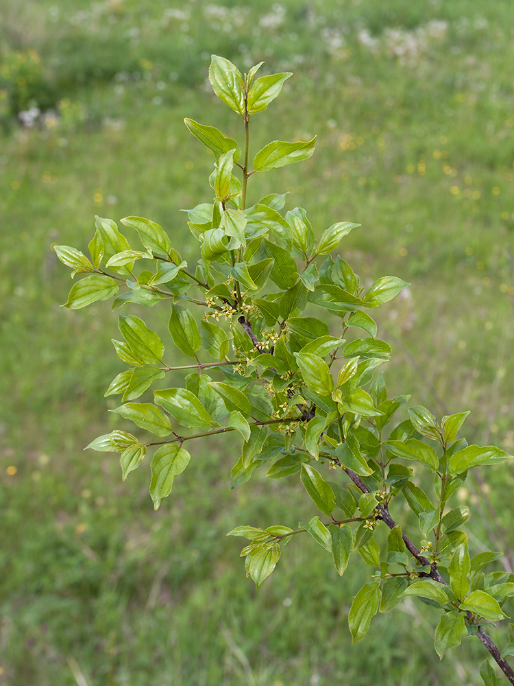 Изображение особи Rhamnus cathartica.