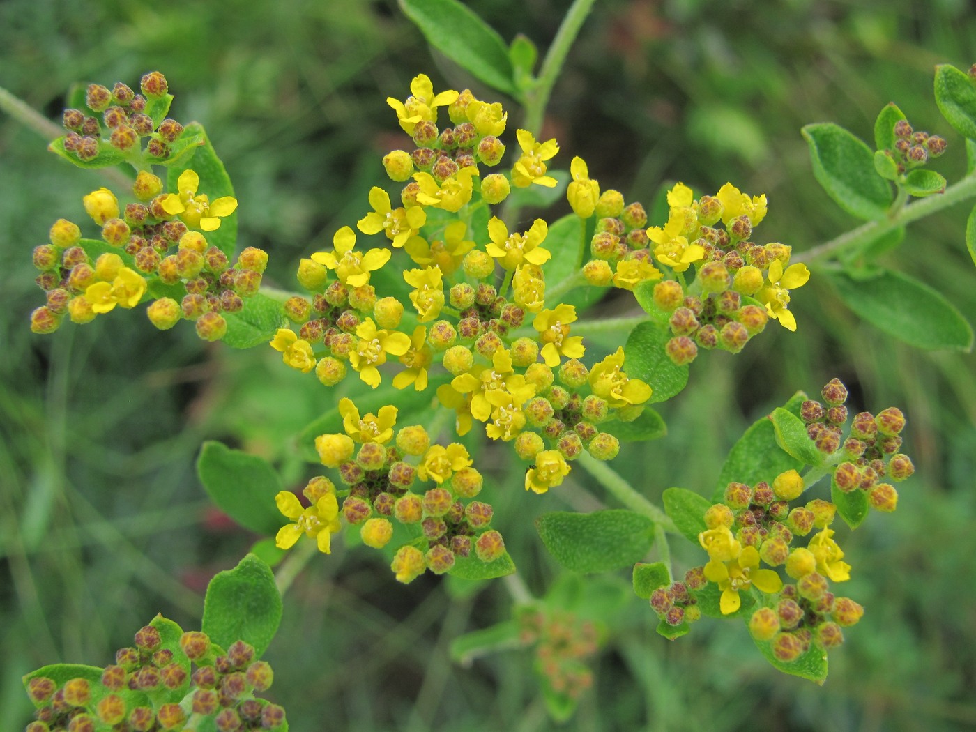 Изображение особи Odontarrhena muralis.