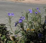 Ruellia simplex