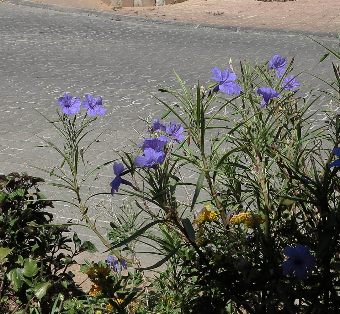 Изображение особи Ruellia simplex.