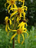 Ligularia fischeri. Часть общего соцветия. Приморье, окр. г. Находка, лесная поляна. 11.07.2016.