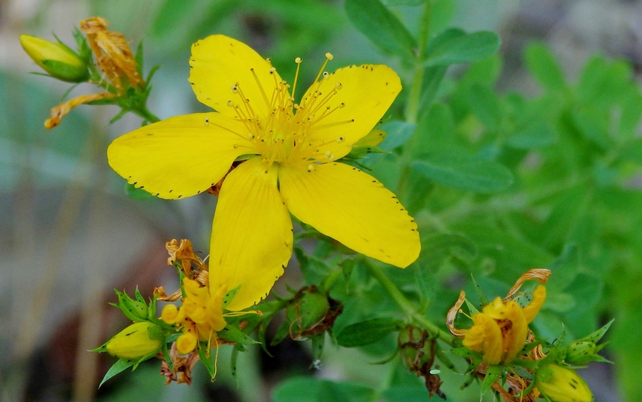 Image of Hypericum perforatum specimen.