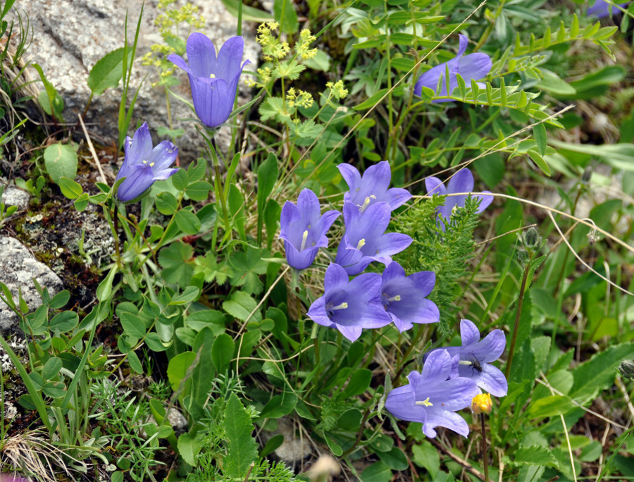 Изображение особи Campanula biebersteiniana.