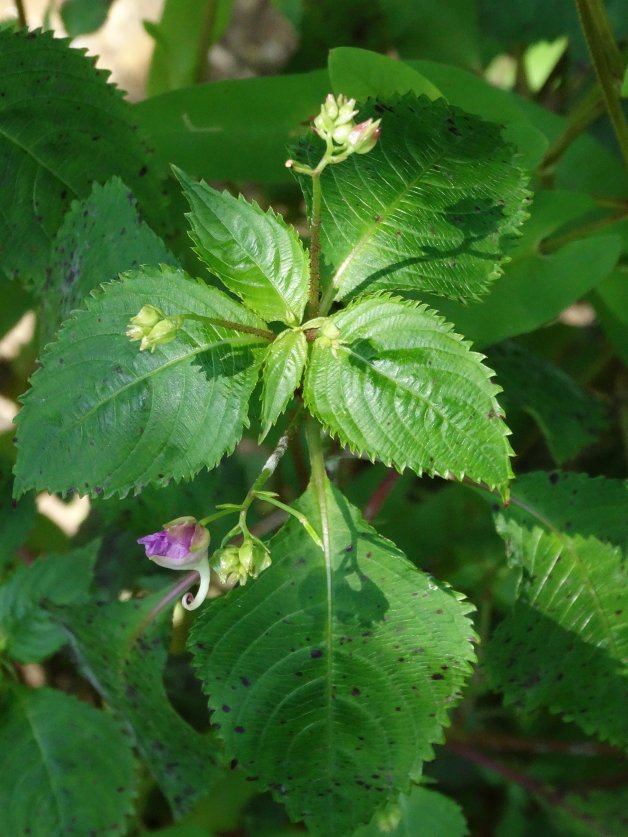 Изображение особи Impatiens furcillata.