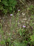 Linum stelleroides