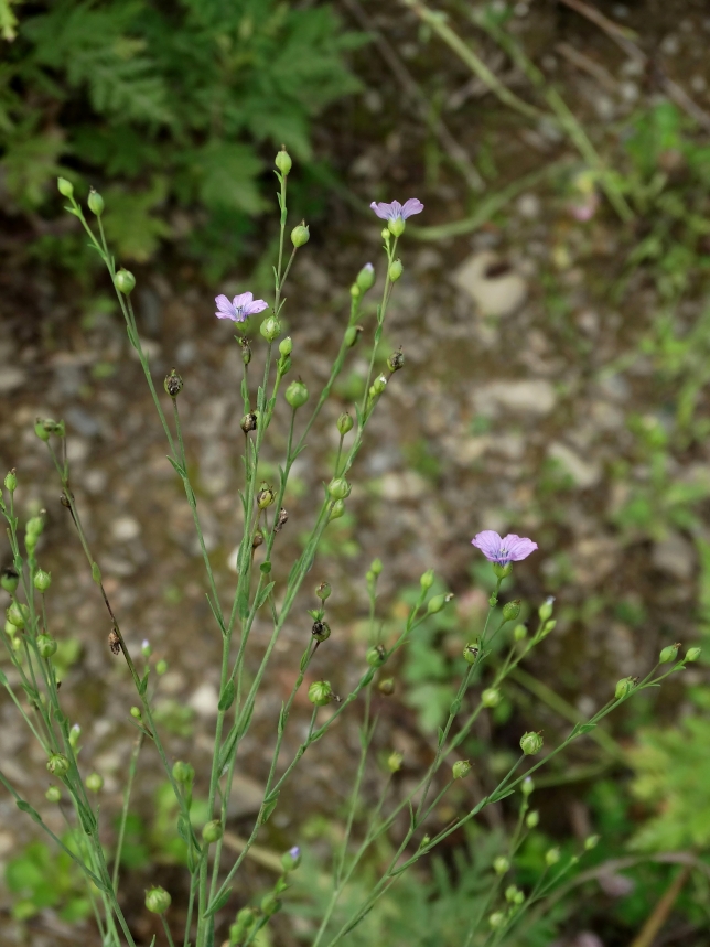 Image of Linum stelleroides specimen.