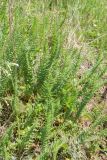 Filipendula vulgaris