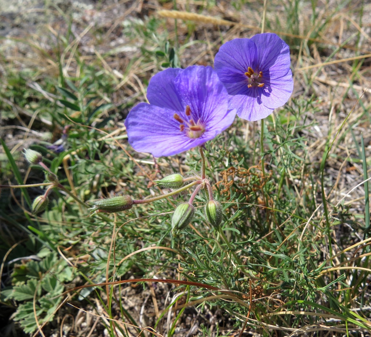 Изображение особи Erodium tataricum.