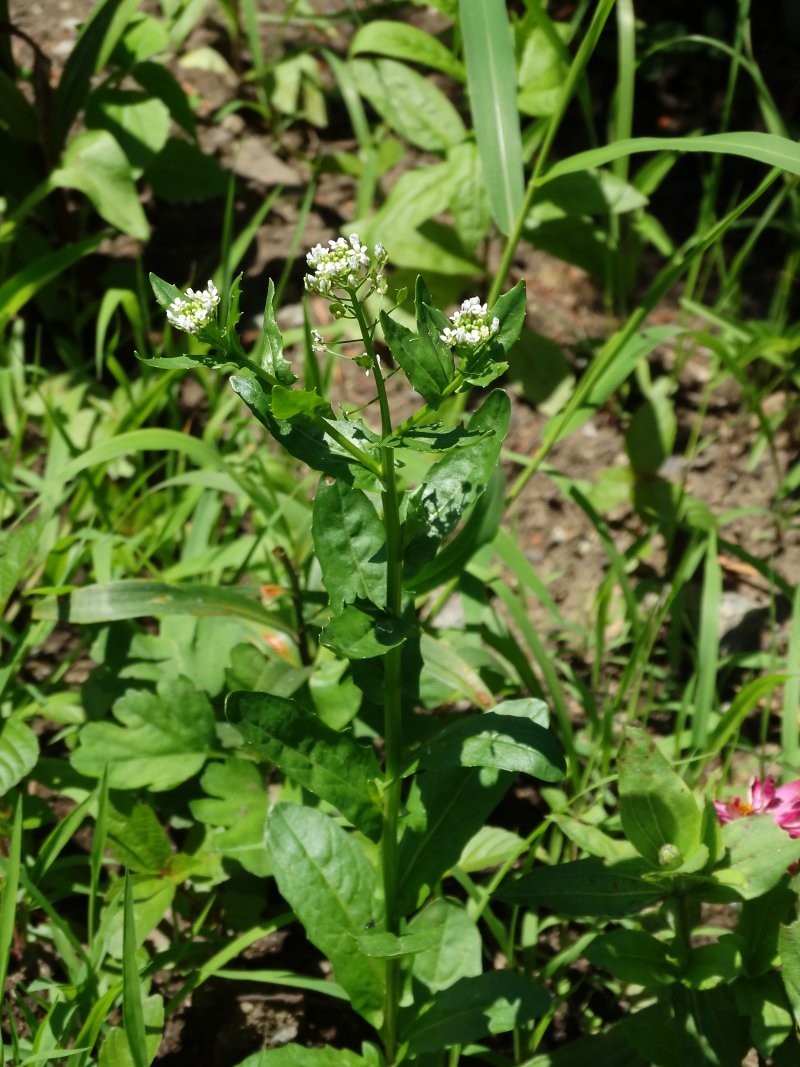 Image of Thlaspi arvense specimen.