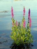 Lythrum salicaria