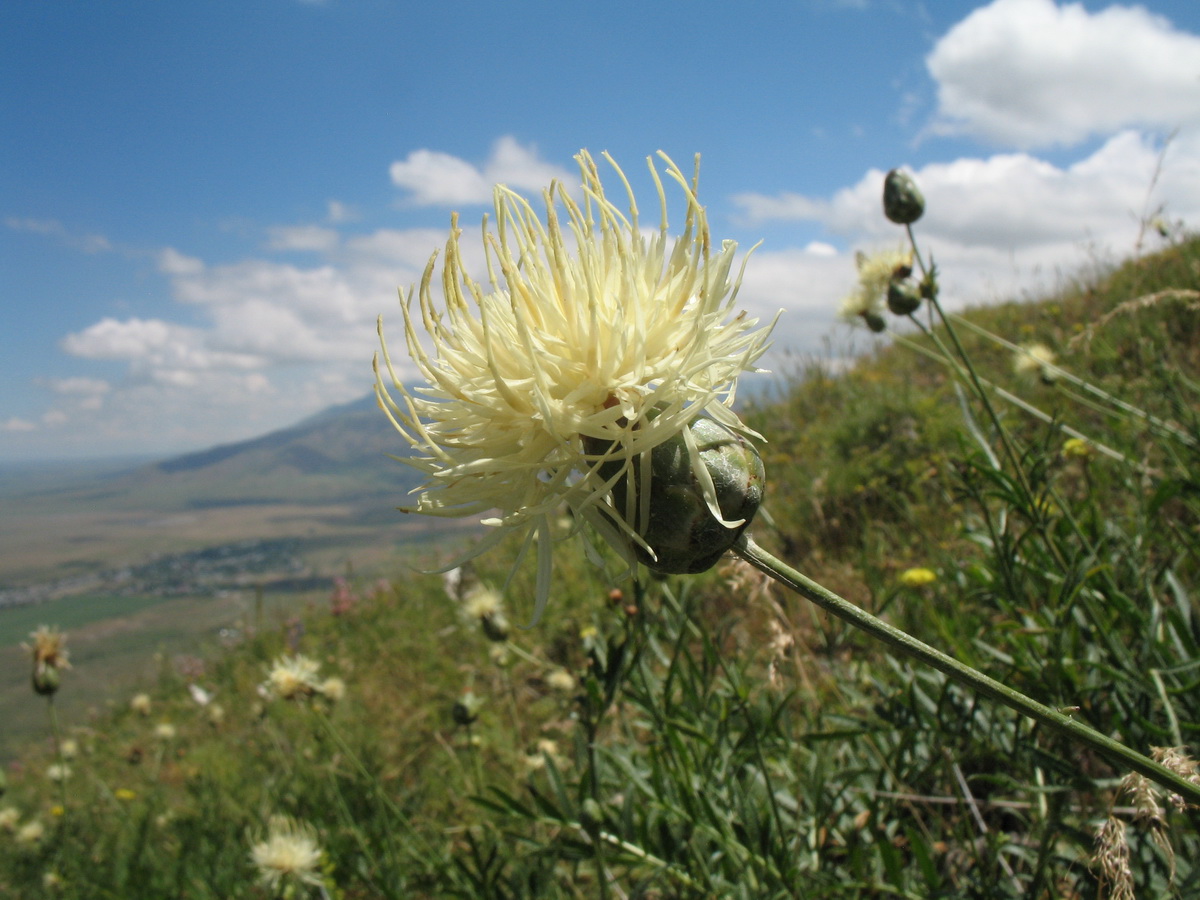 Изображение особи Rhaponticoides ruthenica.