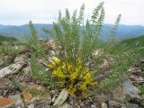 Astragalus alatavicus