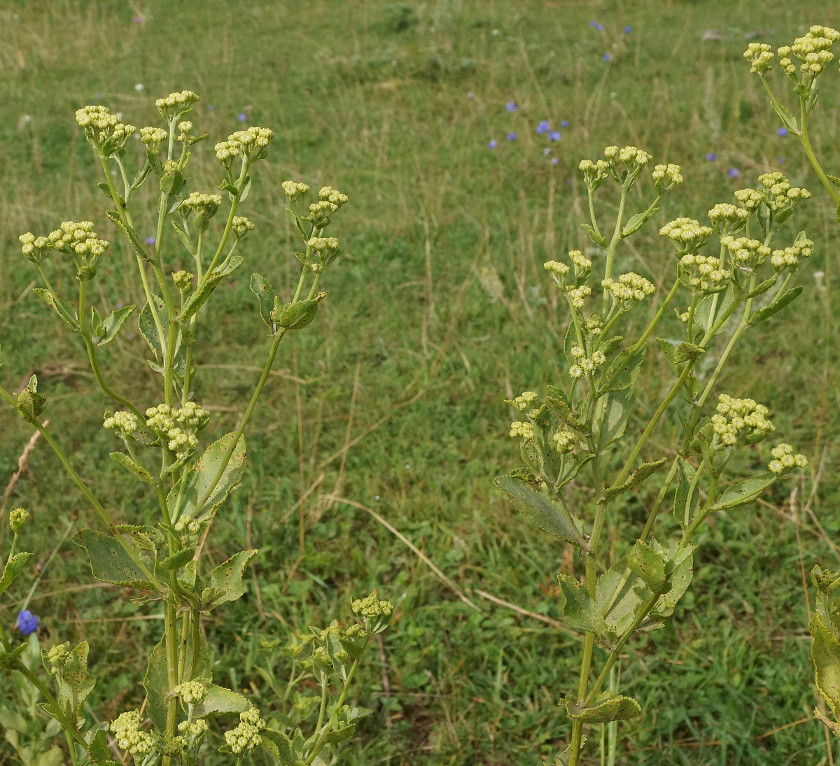 Image of Pyrethrum balsamita specimen.