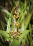 Lysimachia vulgaris. Верхушка плодоносящего побега. Пермский край, Оханский р-н, Кунчурихинский бор; с краю мезотрофного лага верхового болота. 03.09.2016.