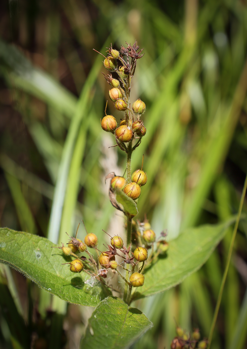 Image of Lysimachia vulgaris specimen.