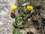 Ranunculus alberti. Цветущее растение. Казахстан, Сев. Тянь-Шань, Заилийский Алатау в окр. г. Алматы, Большое Алматинское ущ., р-н Космостанции, 3200 м н.у.м. 26 мая 2016 г.