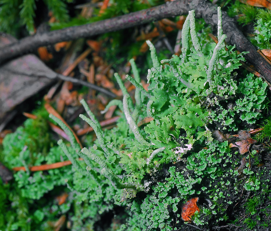 Изображение особи Cladonia coniocraea.