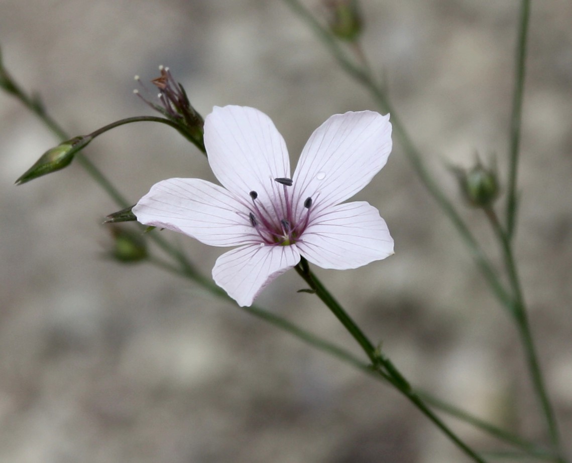 Image of Linum tenuifolium specimen.