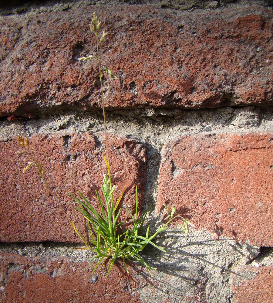 Image of Poa annua specimen.