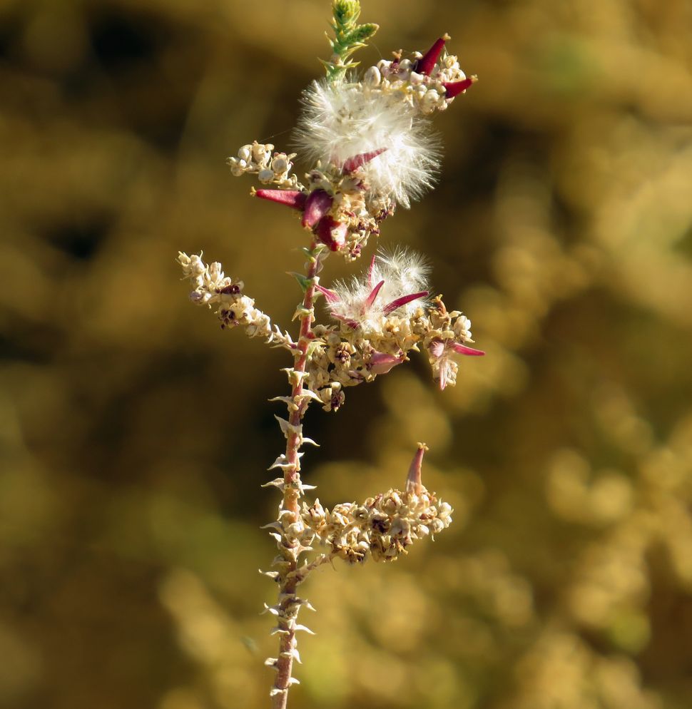 Image of Tamarix passerinoides specimen.