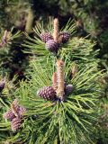genus Pinus. Ветви с шишками. Беларусь, г. Минск, Ботанический сад, в культуре. 09.05.2016.