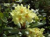 Rhododendron aureum. Верхушка цветущего растения. Магаданская обл., окр. г. Магадан, п-ов Старицкого, сопка Марчеканка, на склоне. 26.06.2016.