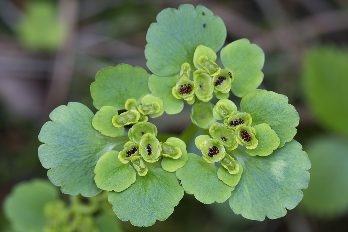 Изображение особи Chrysosplenium alternifolium.