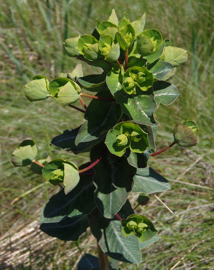 Изображение особи Euphorbia agraria.