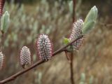 Salix krylovii