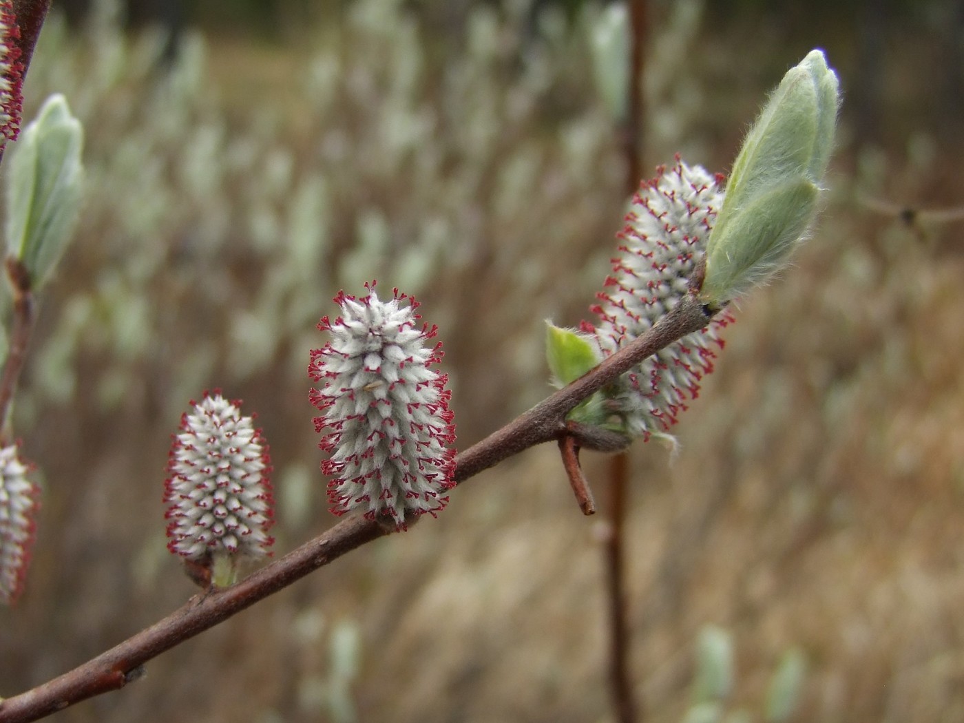 Изображение особи Salix krylovii.