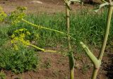 Ferula songarica. Пазушные бутонизирующие побеги. Восточный Казахстан, Кокпектинский р-н, 25 км в горы от с. Пантелеймоновка, просека в лесу, ок. 1000 м н.у.м. 13.06.2016.