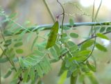 Vicia sylvatica