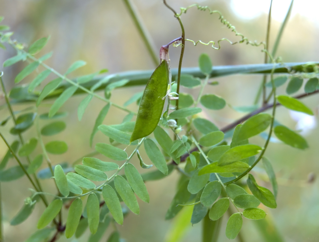 Image of Vicia sylvatica specimen.