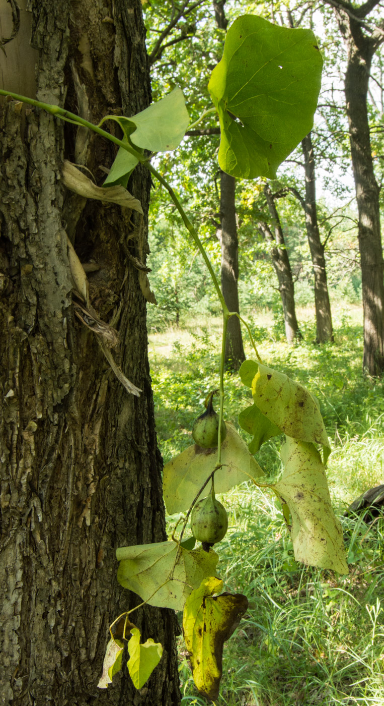 Изображение особи Aristolochia clematitis.