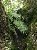 Polypodium interjectum. Спороносящие вайи. Южный берег Крыма, северный склон г. Ильяс-Кая. 23.02.2017.