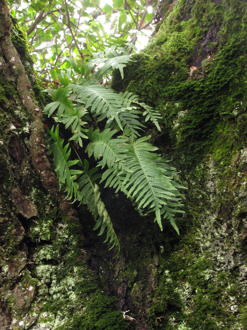 Image of Polypodium interjectum specimen.