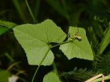 Coccinia grandis. Верхушка побега (вид с абаксиальной стороны листьев). Таиланд, о-в Пхукет, курорт Ката, обочина дороги вдоль канала, опушка леса. 17.01.2017.