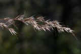 Achnatherum calamagrostis. Верхушка соплодия. Черногория, г. Цетине (Cetinje), дорога к мавзолею митрополита Данило, скальное обнажение среди букового леса. 10.10.2014.