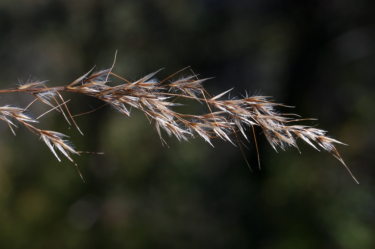 Изображение особи Achnatherum calamagrostis.