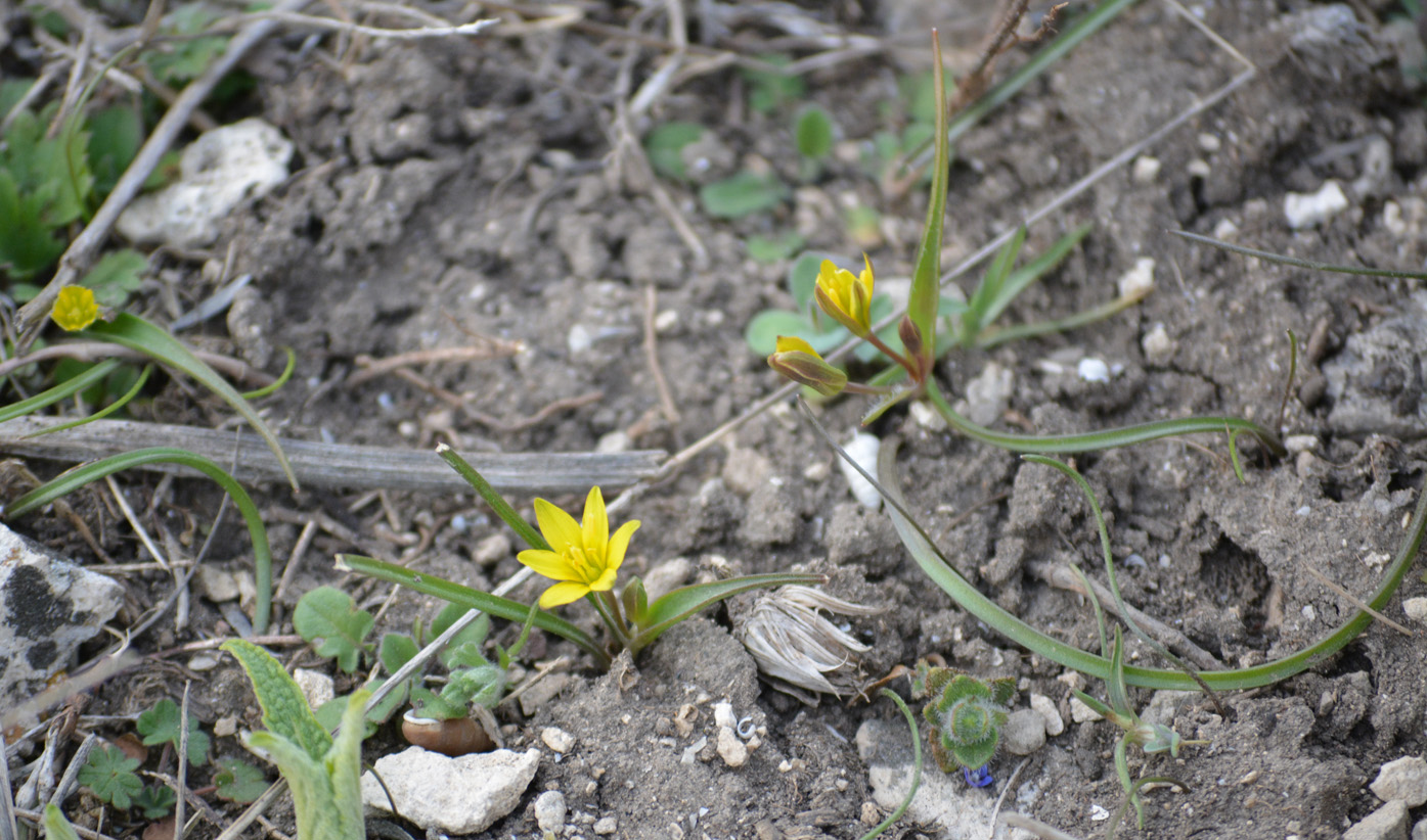 Image of genus Gagea specimen.