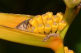 Heliconia angusta