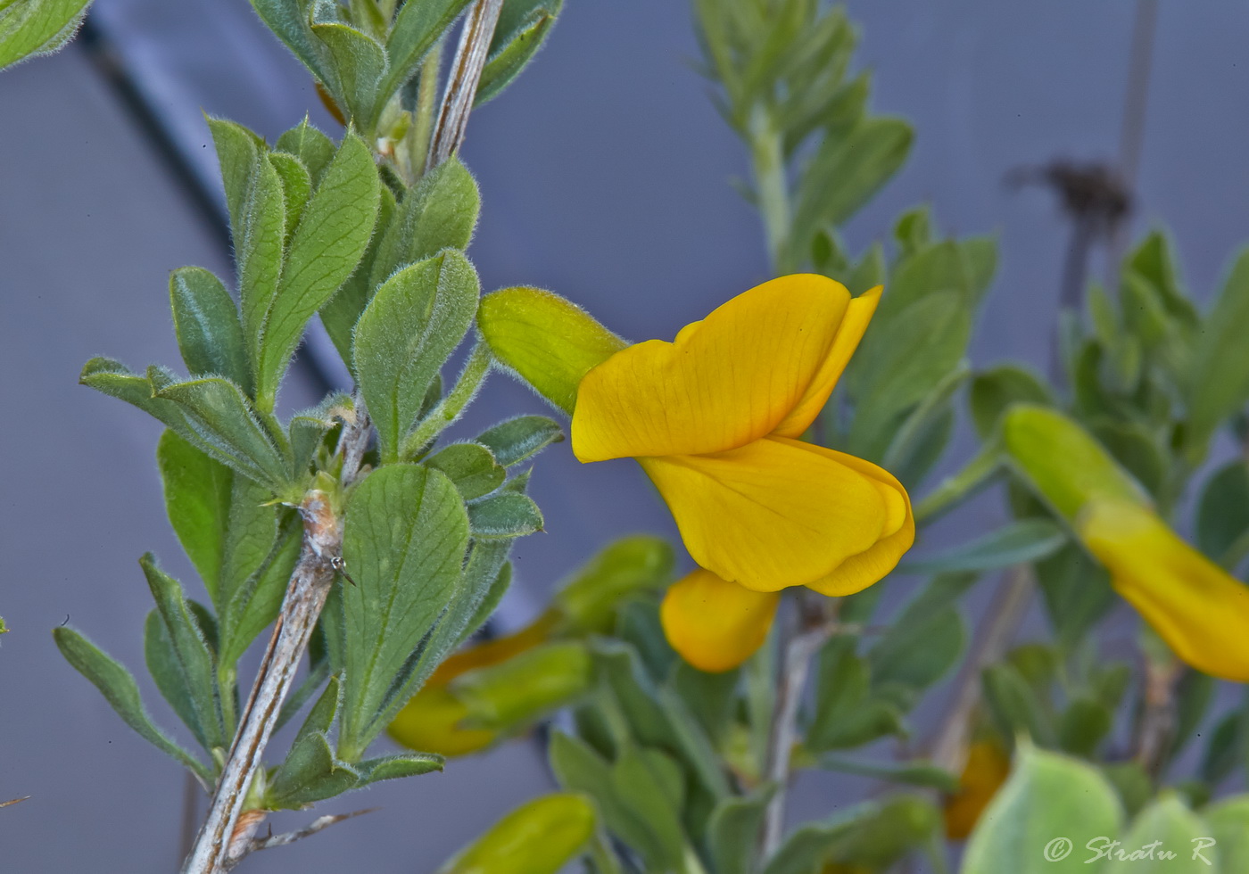 Image of Caragana mollis specimen.