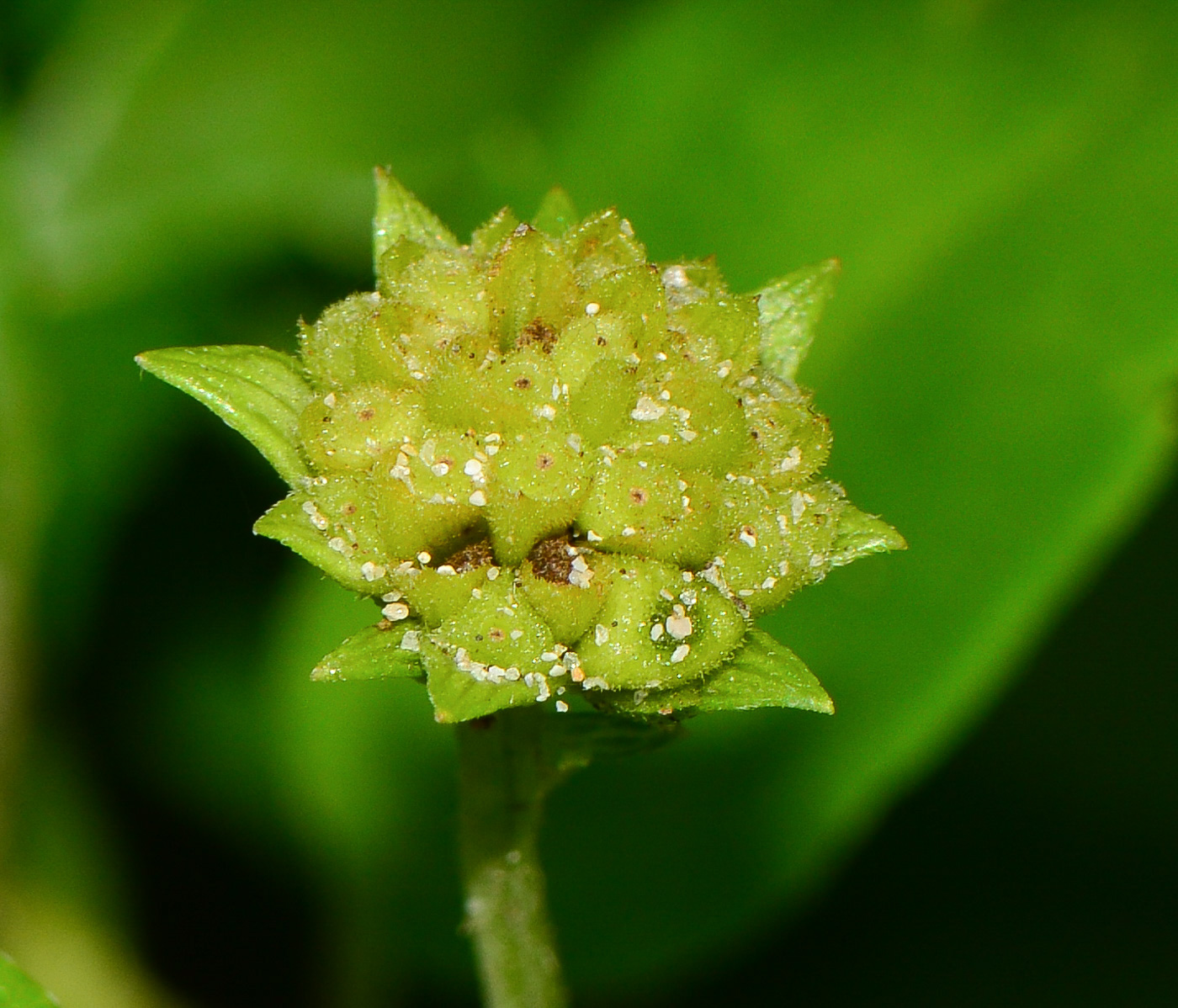 Image of Melanthera biflora specimen.